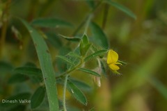 Crotalaria calycina